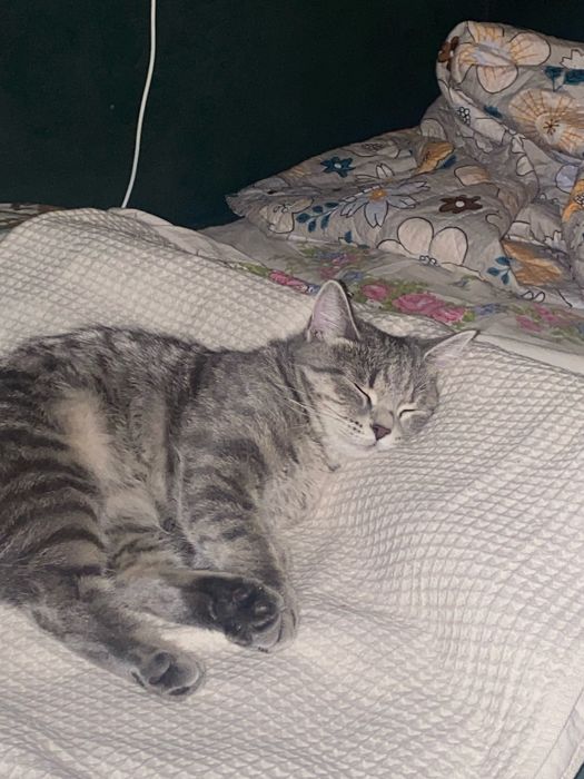 Отдам кошку в добрые руки