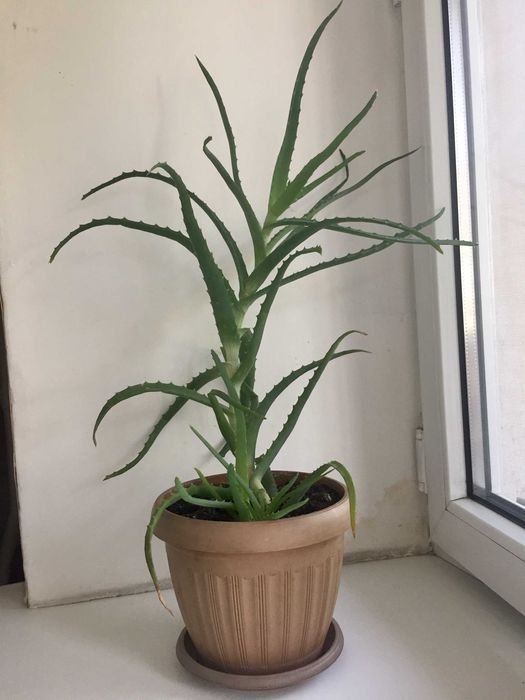 Лекарственное растение Алое