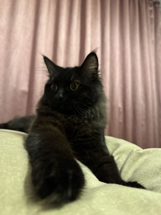 Сибирский котенок в добрые руки!