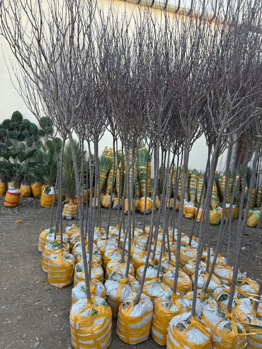 Көшет саженцы оптом