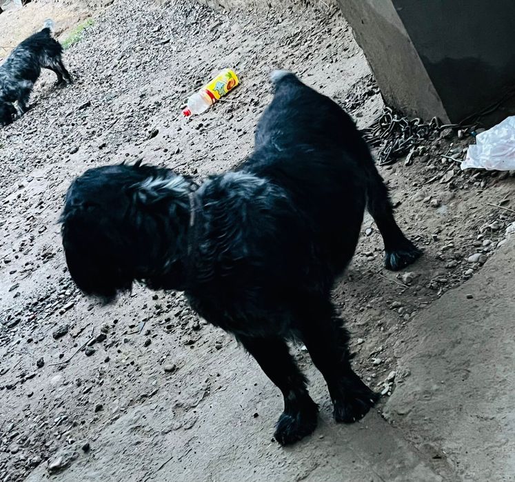 Рабочи спаниель сатылады