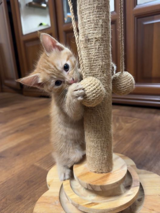 Вислоухие котята