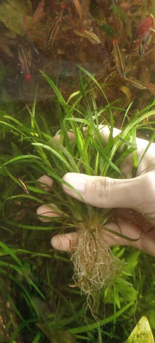 Эриакулон Вьетнам