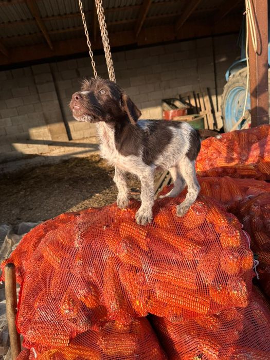 Продаётся щенок дратхара