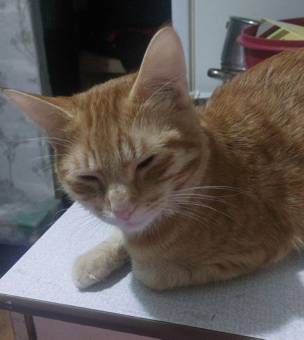 Отдам в хорошие руки котёнка.