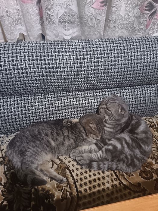 Продам шотландских котят. Бронь.