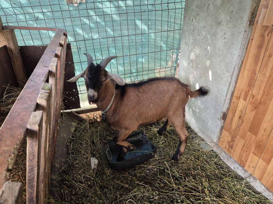 Vând capre si un țap