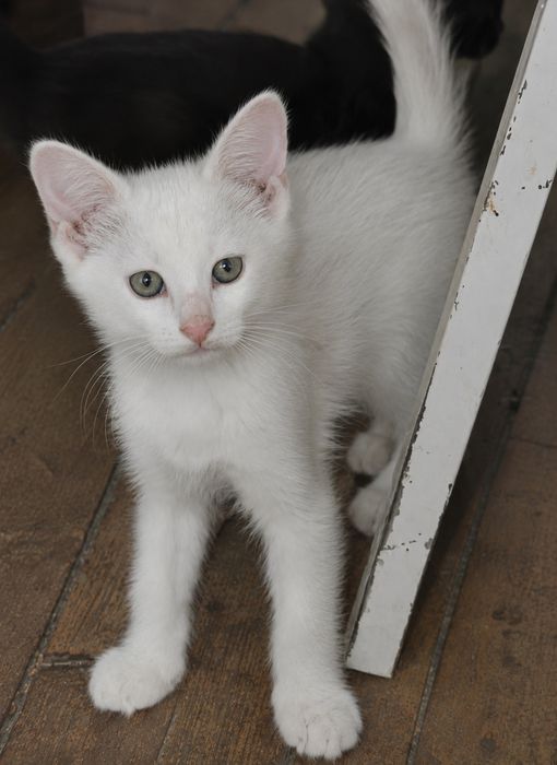 Котята от Турецкой Ангоры