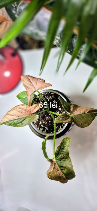 Monstera, begonia, scindapsus , philodendron, thai,aglaonema
