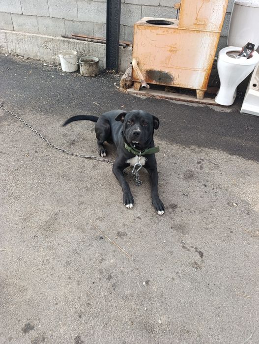 Стаффорд хороший