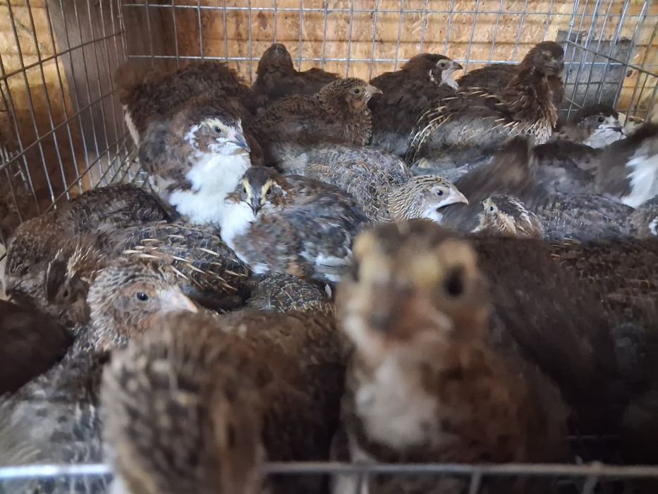 Prepelite preouătoare