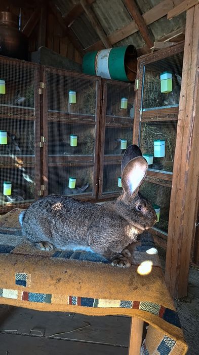 Femela uriaș german