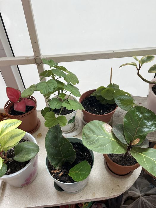 Комнатные растения, для дома