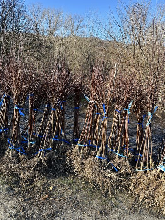 Pomi fructiferi de cea mai buna calitate