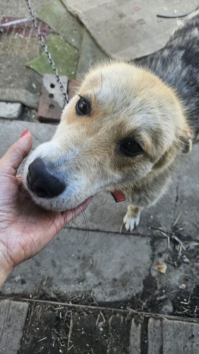 Отдам щенка 8 месяцев