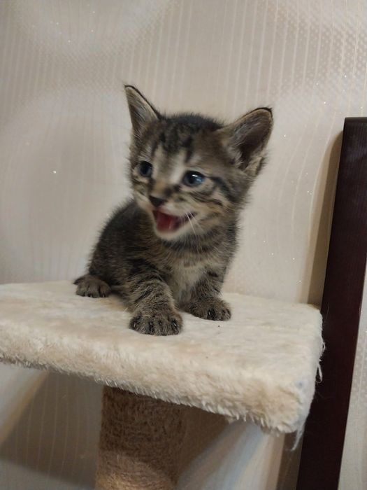 Котята маленькие мальчики