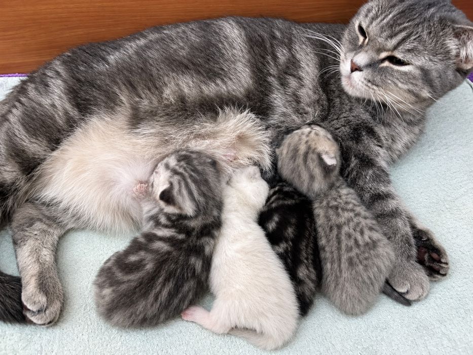 Котята БРОНЬ Британские Шотландские