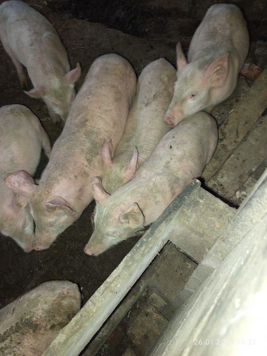 Свободни бели прасета