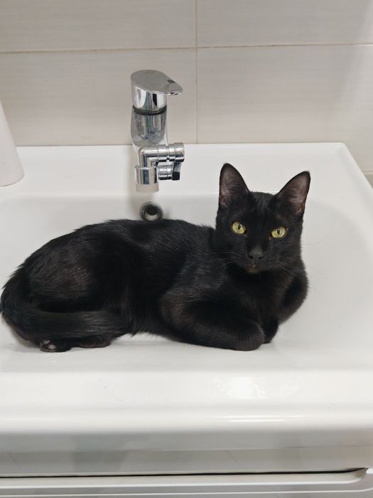 Молодой кот ищет дом!