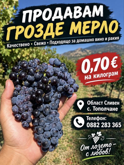 Продавам грозде МЕРЛО