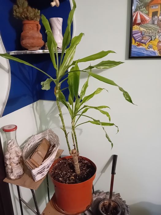 Палма "Юка "85см..