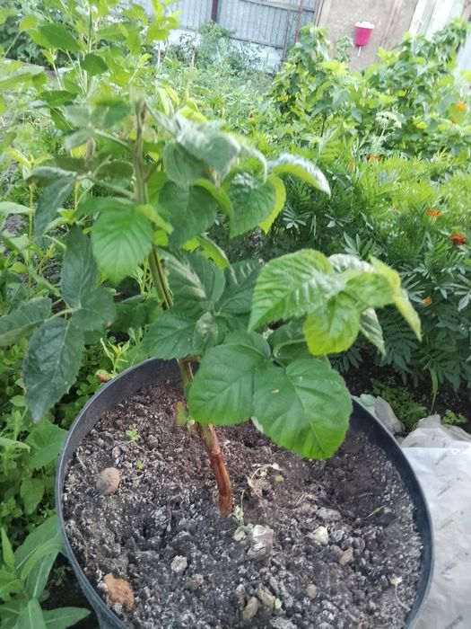 Продам саженец ежевики