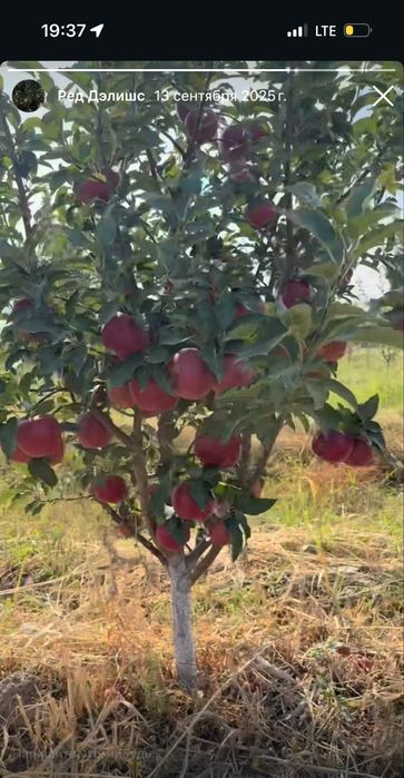 Яблоневый сад 5 га