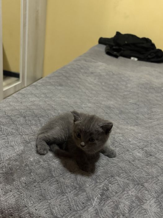 Отдам котят смесь скотишфолд