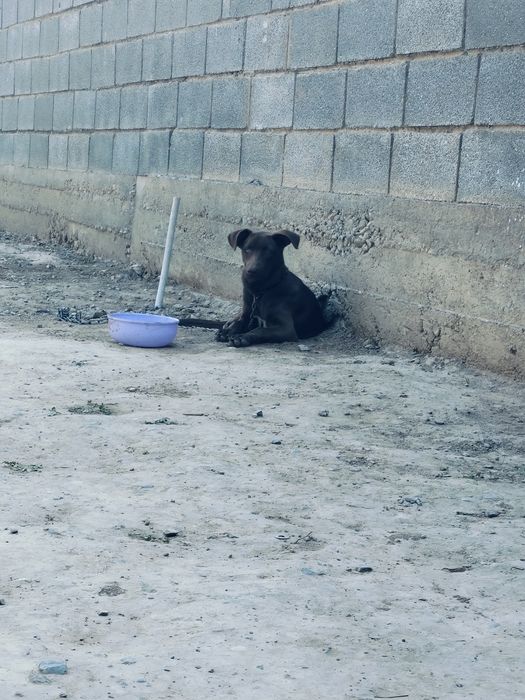 Питбуль помесь..