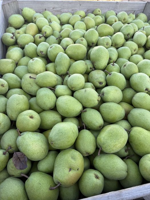 Pere lucas calibrul 65/95