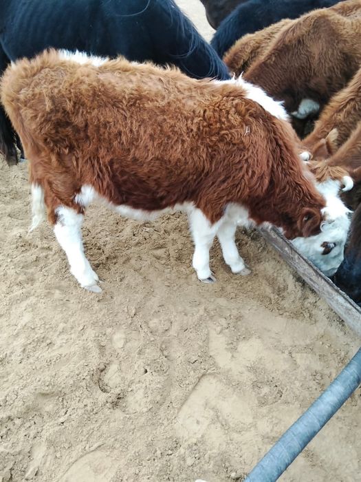 семіз баспак сатылады