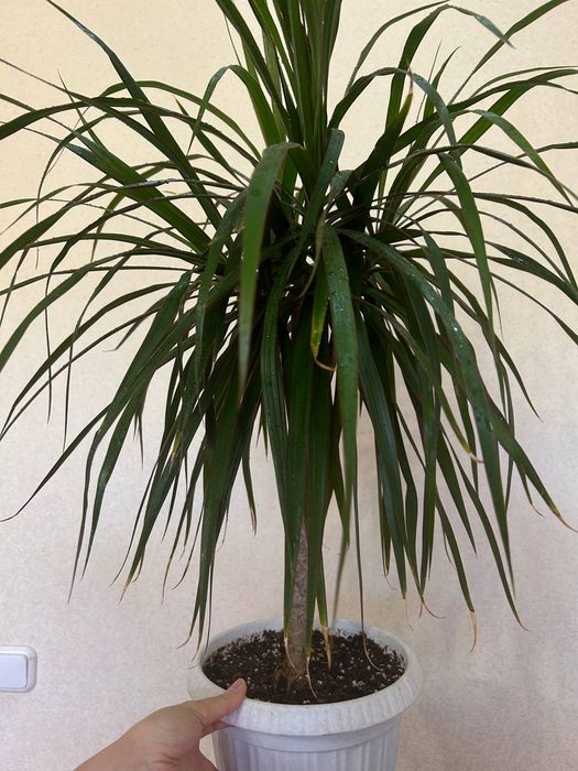 Продаю  драцену,