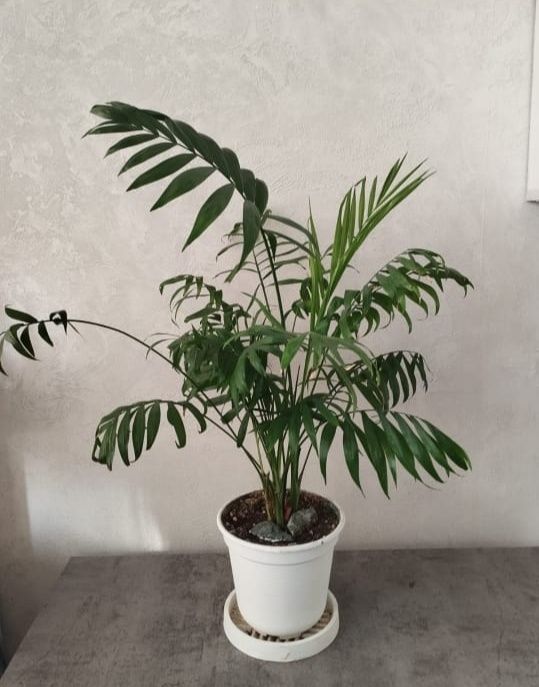 Продам комнатные растения