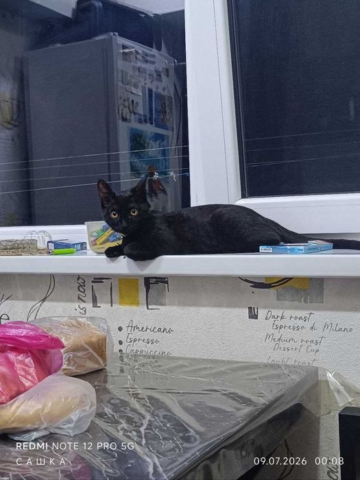 Отдам котика в хорошие руки
