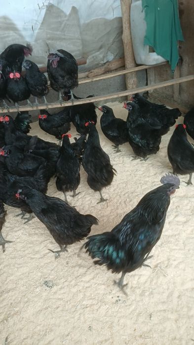 Продам ухейилюй петухов