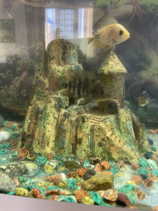 Аквариум с рыбками