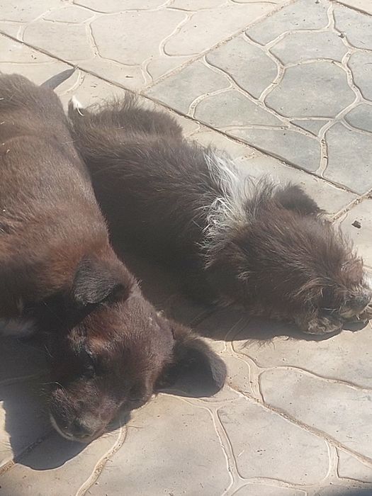 Щенята в добрые руки