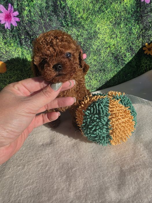 !Пудел тийкъп Момиче с документ за произход