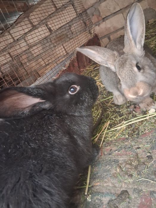 Куен болалари катта буладиган