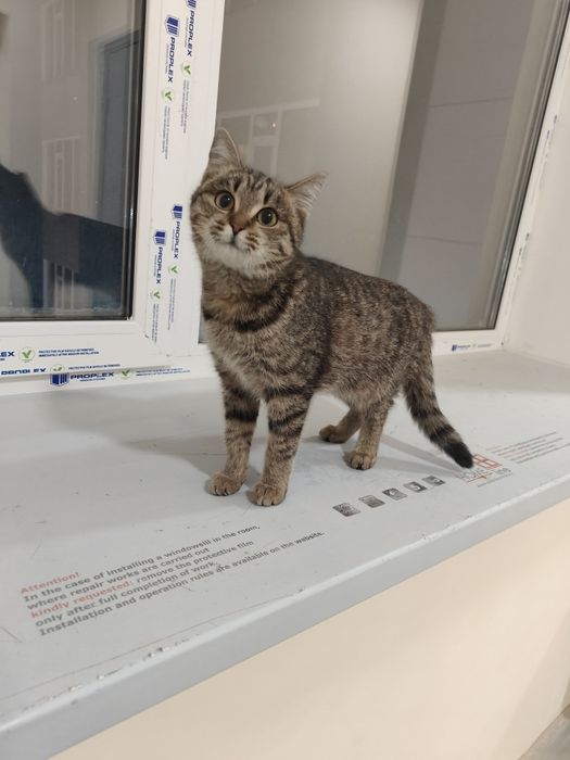 В добрые руки девочка