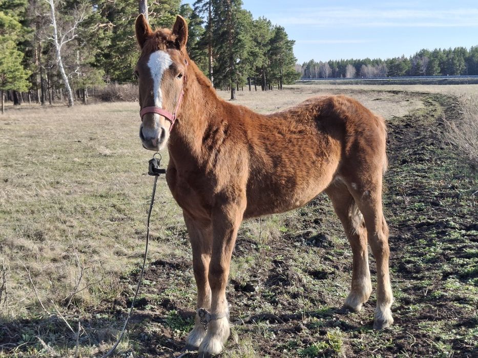Продам жеребчика