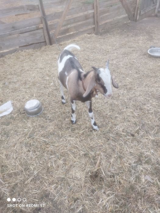 Țap de vânzare an golumbian