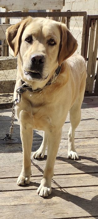 Продаётся Собака породы Лабладор кабель