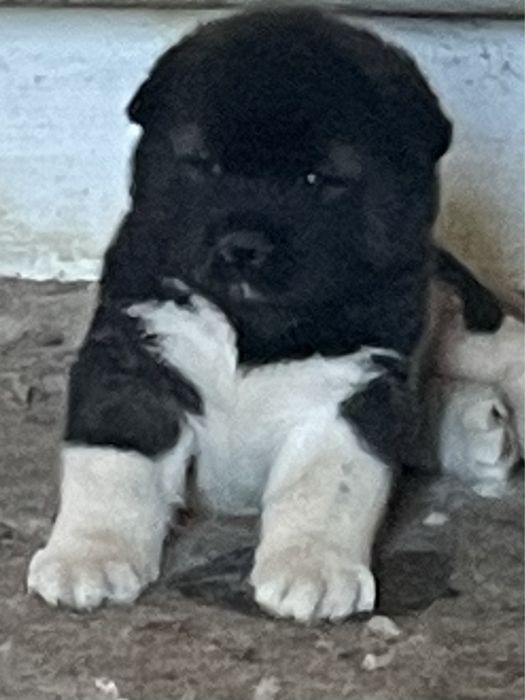 Щенки американской акиты