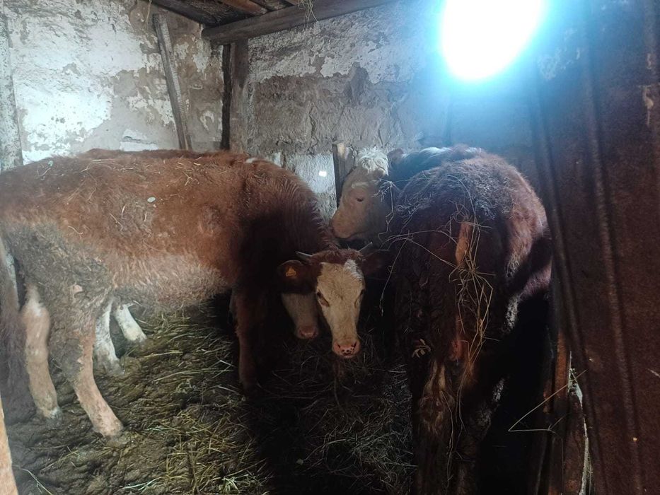 Қарамал сатылады