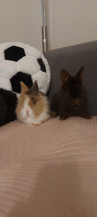 Iepuri pitici cap de leu