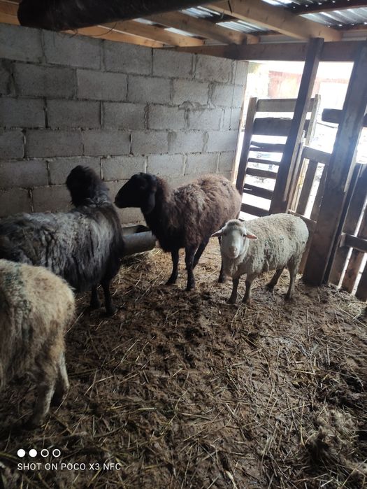 Бараны котные и не котные