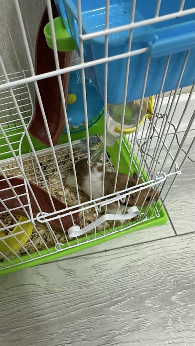 Продам хомяка с клеткой