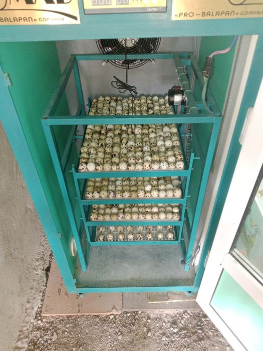 Яйцо перепелиные оптом