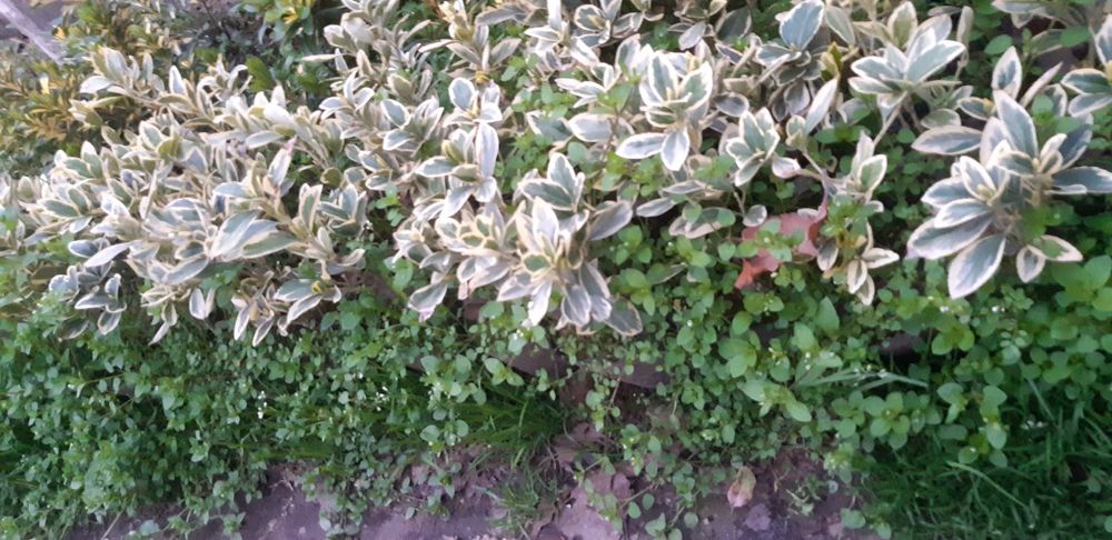 Bresklit Eyonomus shamshod kochatla sotiladi